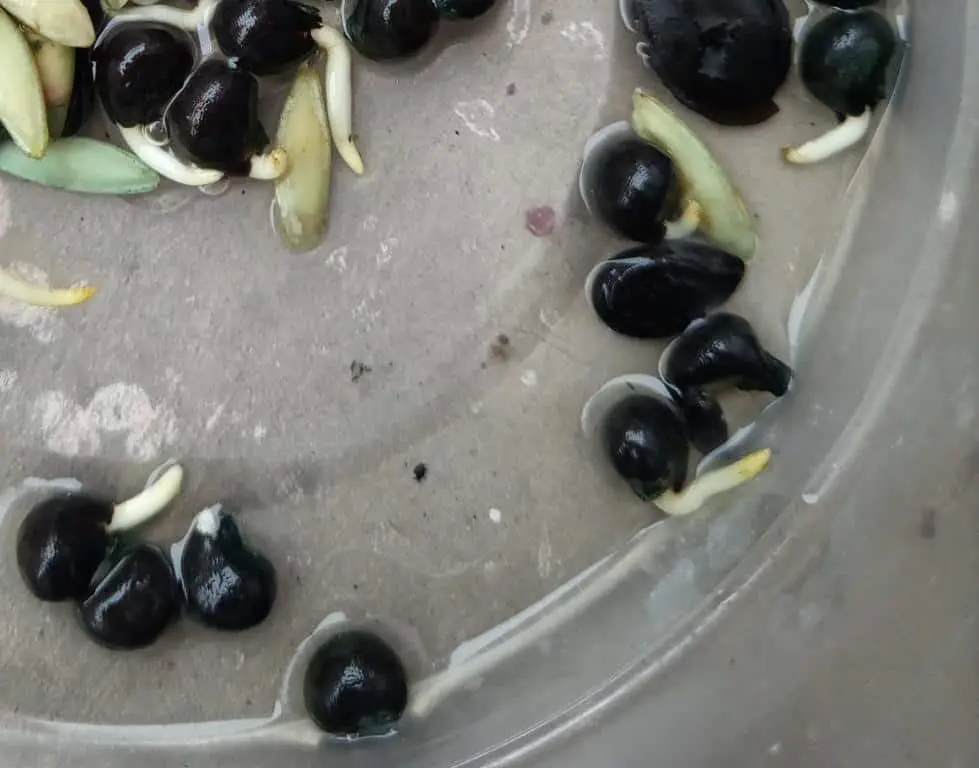 germinated-okra-seeds