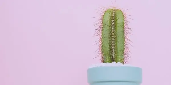  15 Easy to Grow House Cactus Plants