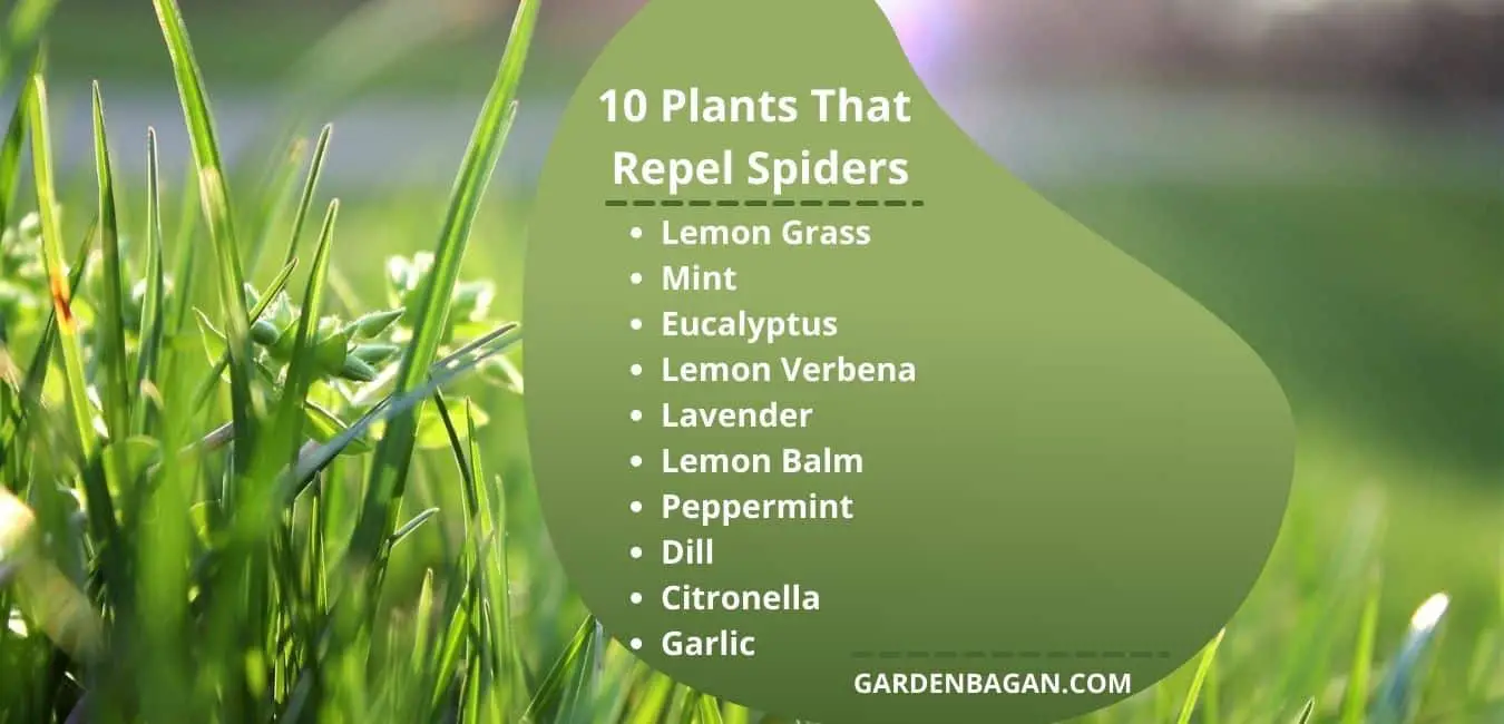 10 Plants That Repel Spiders
