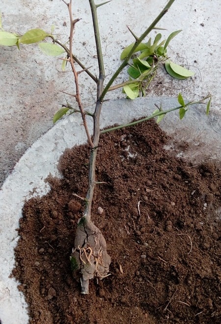 Air layering lemon cutting with roots