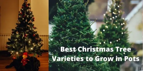 Best Christmas Tree Varieties to Grow in Pots