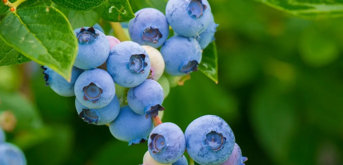 Blueberry bush with fruits