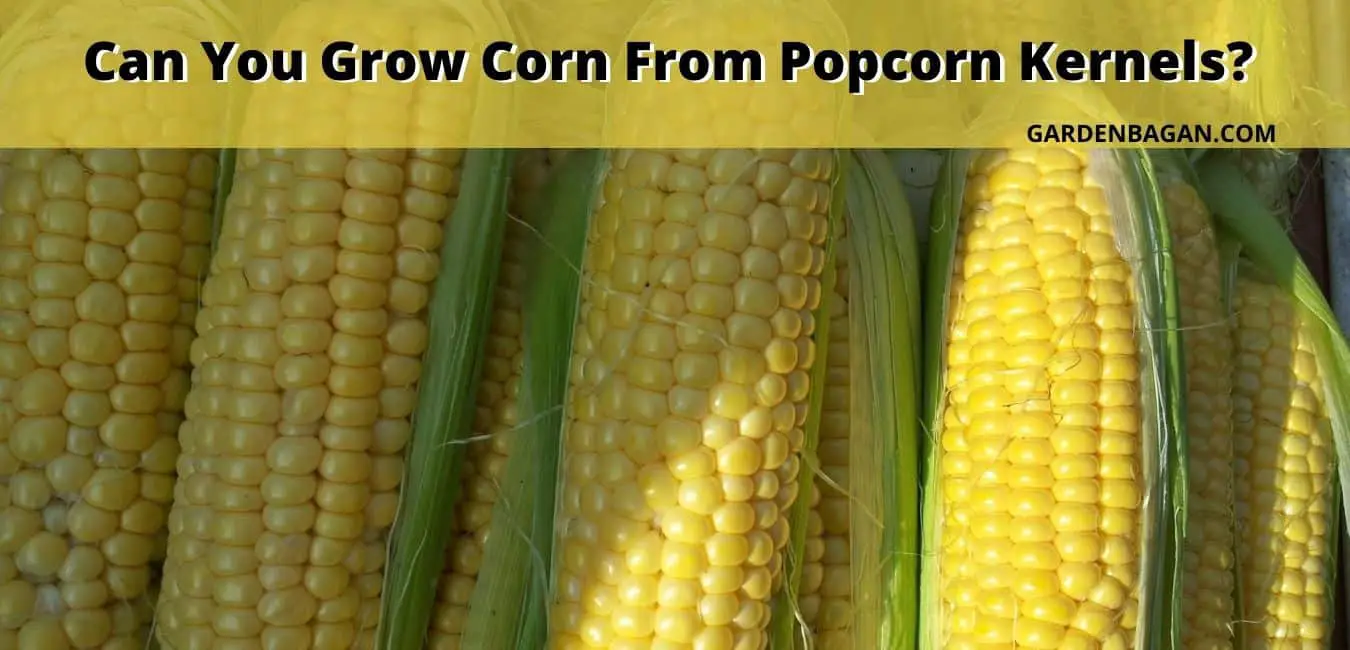 Can You Grow Corn From Popcorn Kernels