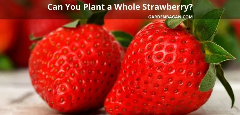 grow-strawberries-from-store-bought-fruit-garden-bagan