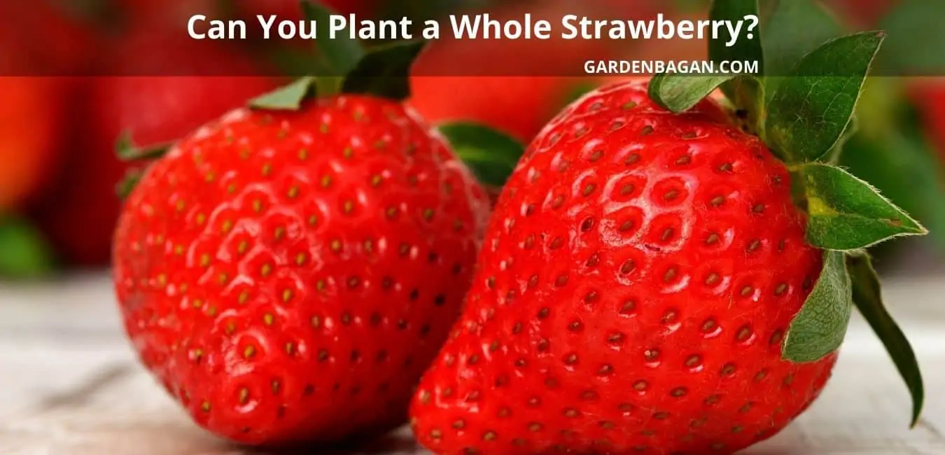 Can You Grow Strawberries from store-bought Fruit