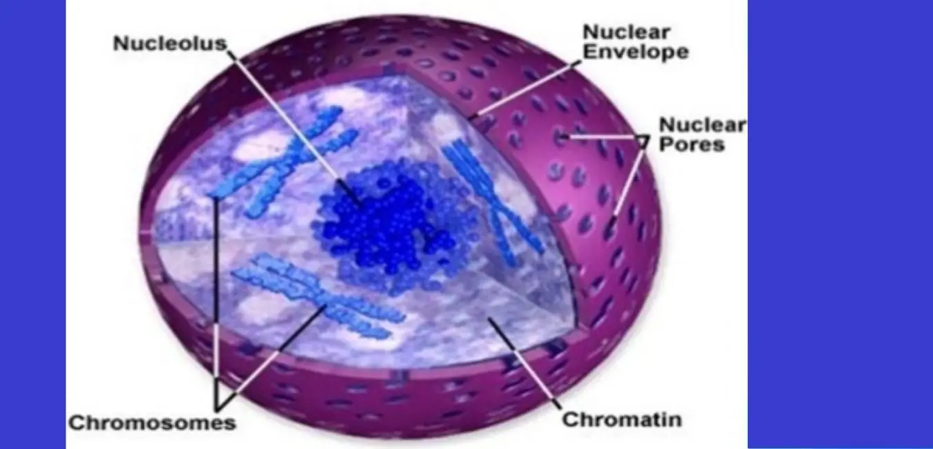 Chromatin in plant cell