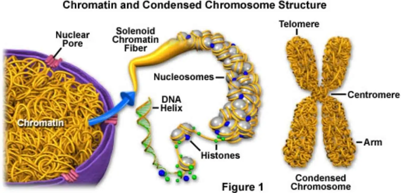 Chromatin structure