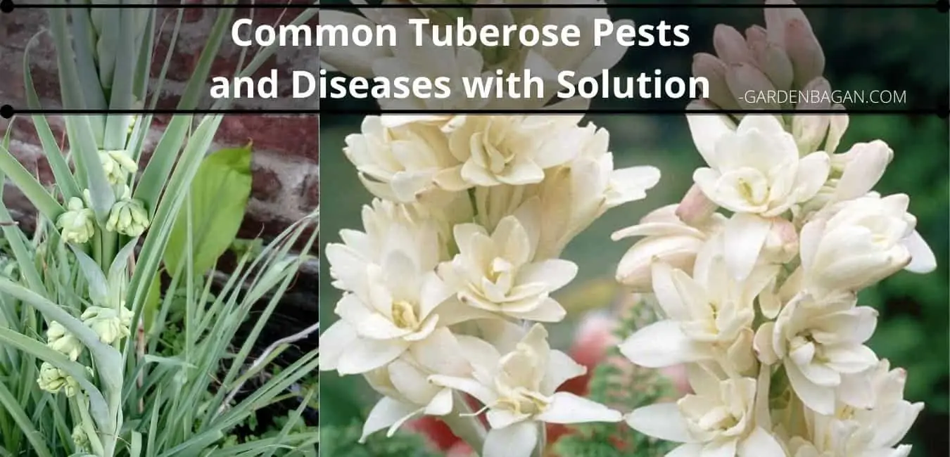 Common Tuberose Pests and Diseases with Solution
