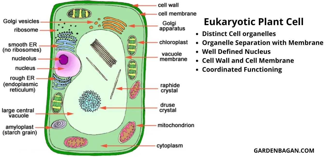 Eukaryotic Plant cell