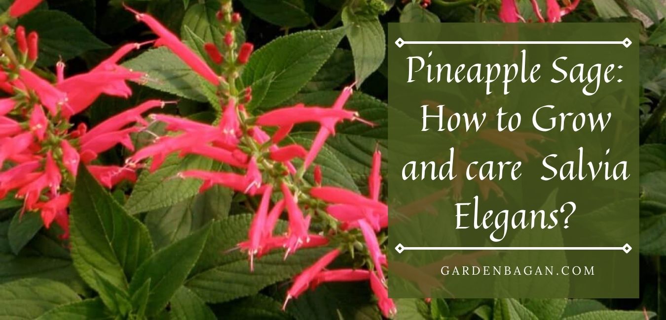 How to Grow Pineapple Sage Salvia Elegans