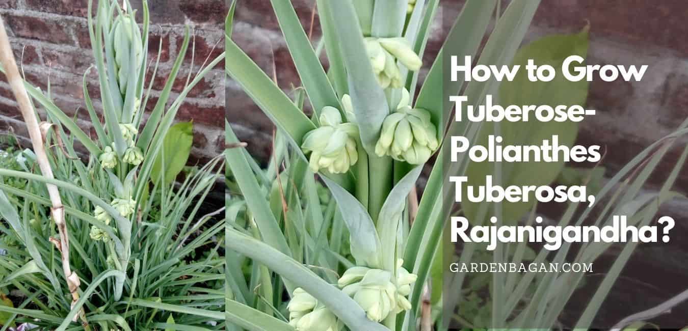 How to Grow Tuberose- Polianthes Tuberosa, Rajanigandha