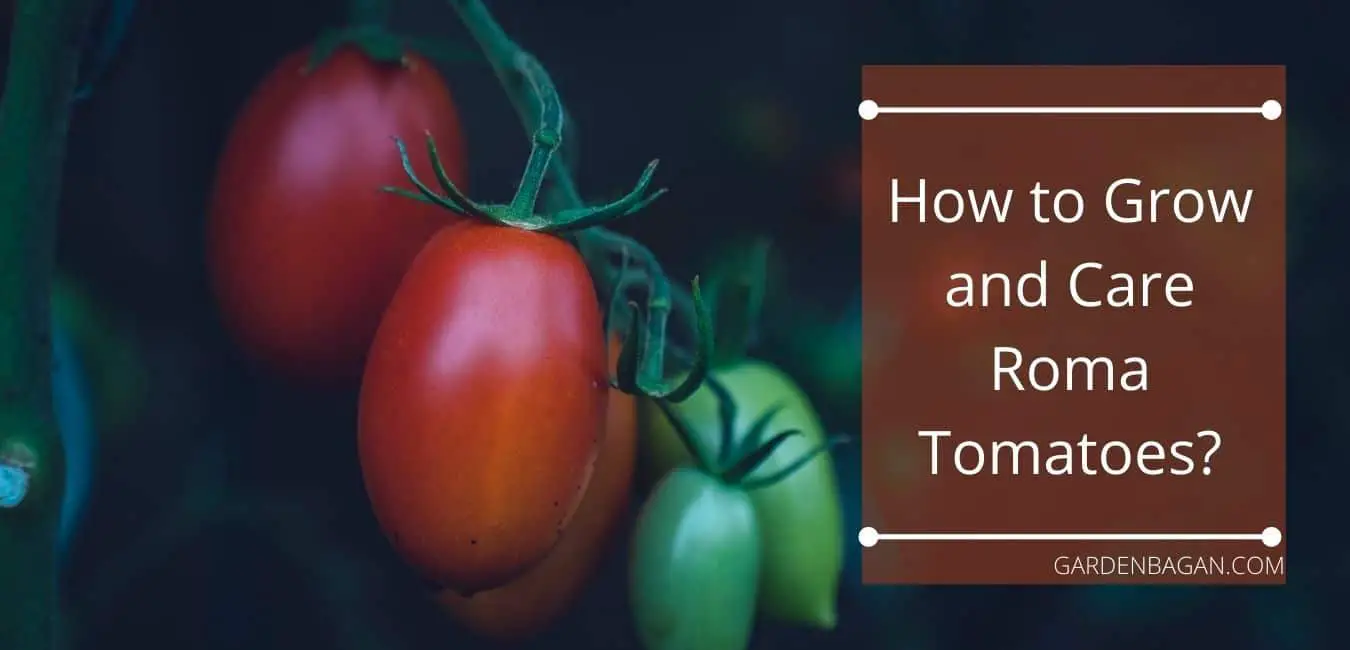 How to Grow and Care Roma Tomatoes