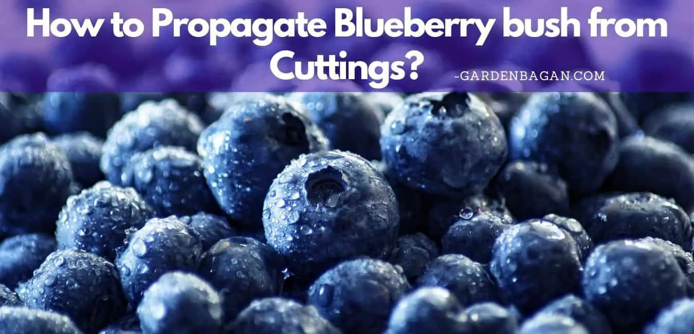How to Propagate Blueberry bush from Cuttings