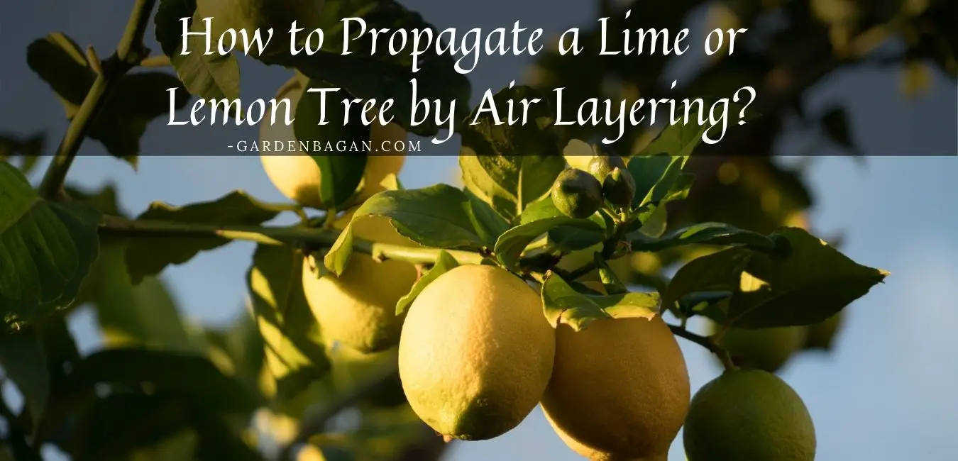 How to Propagate a Lime or Lemon Tree by Air Layering