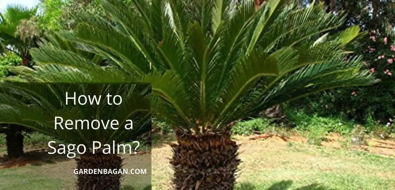 How to Remove a Sago Palm
