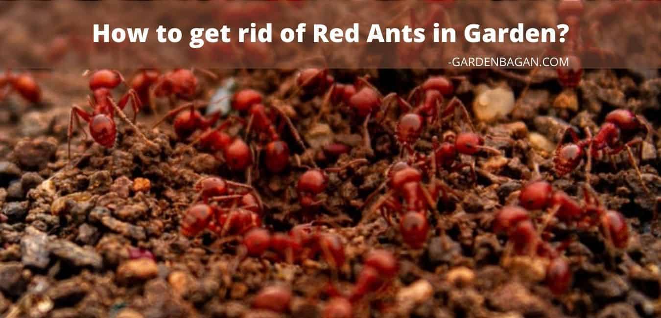 How to get rid of Red Ants in Garden