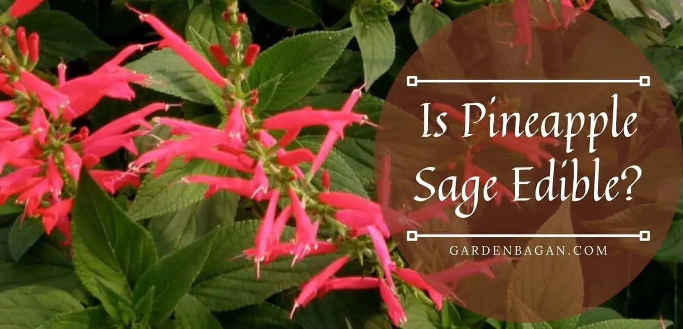 Is Pineapple Sage Edible