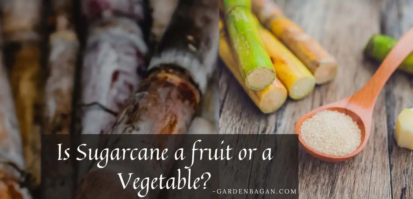 Is Sugarcane fruit or Vegetable