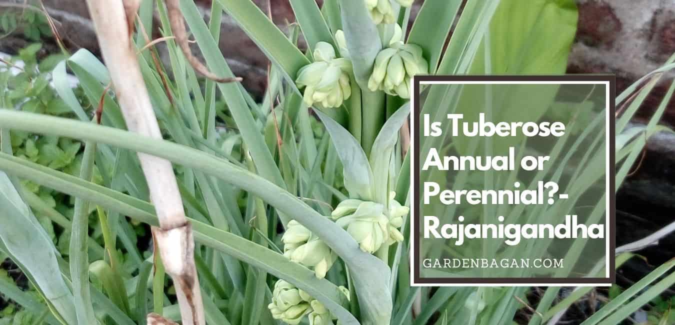 Is Tuberose Annual or Perennial-Rajanigandha