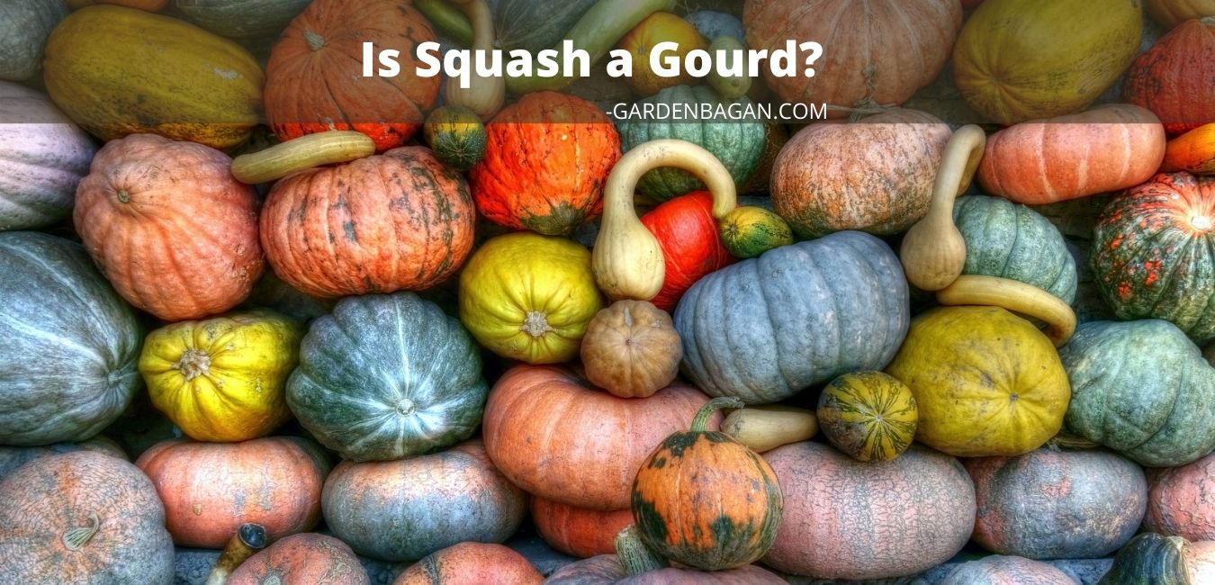 Is squash a gourd