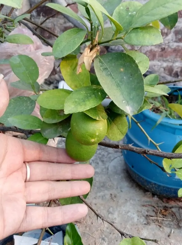Selecting Lemon Tree and branches
