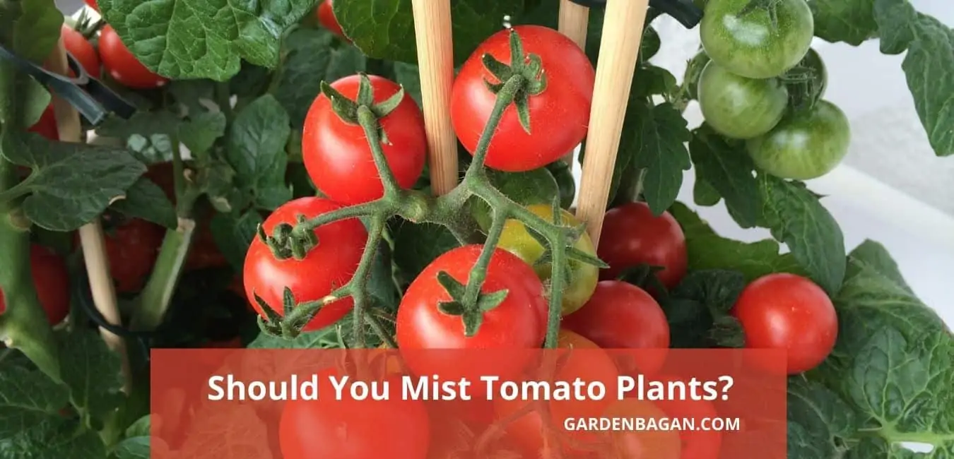 Should You Mist Tomato Plants