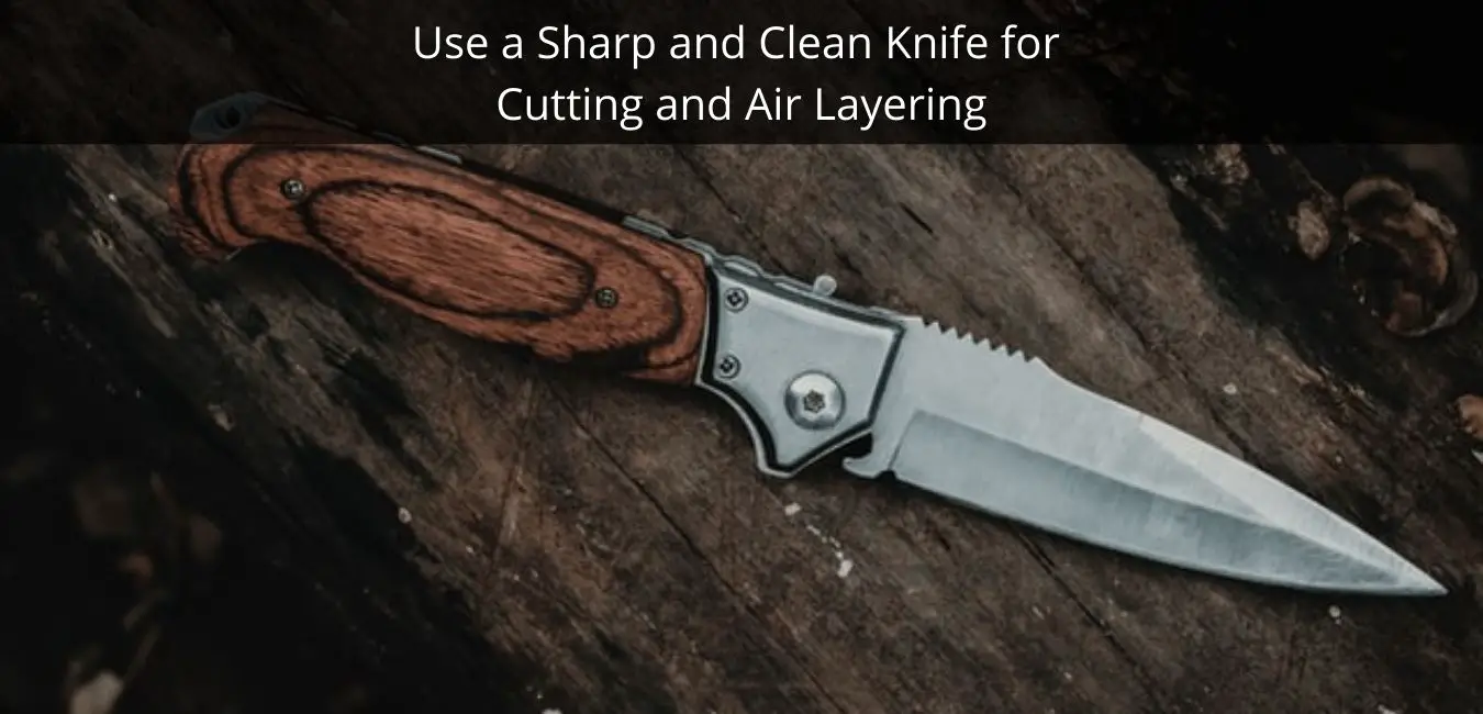 Use a Sharp and Clean Knife for Cutting and Air Layering
