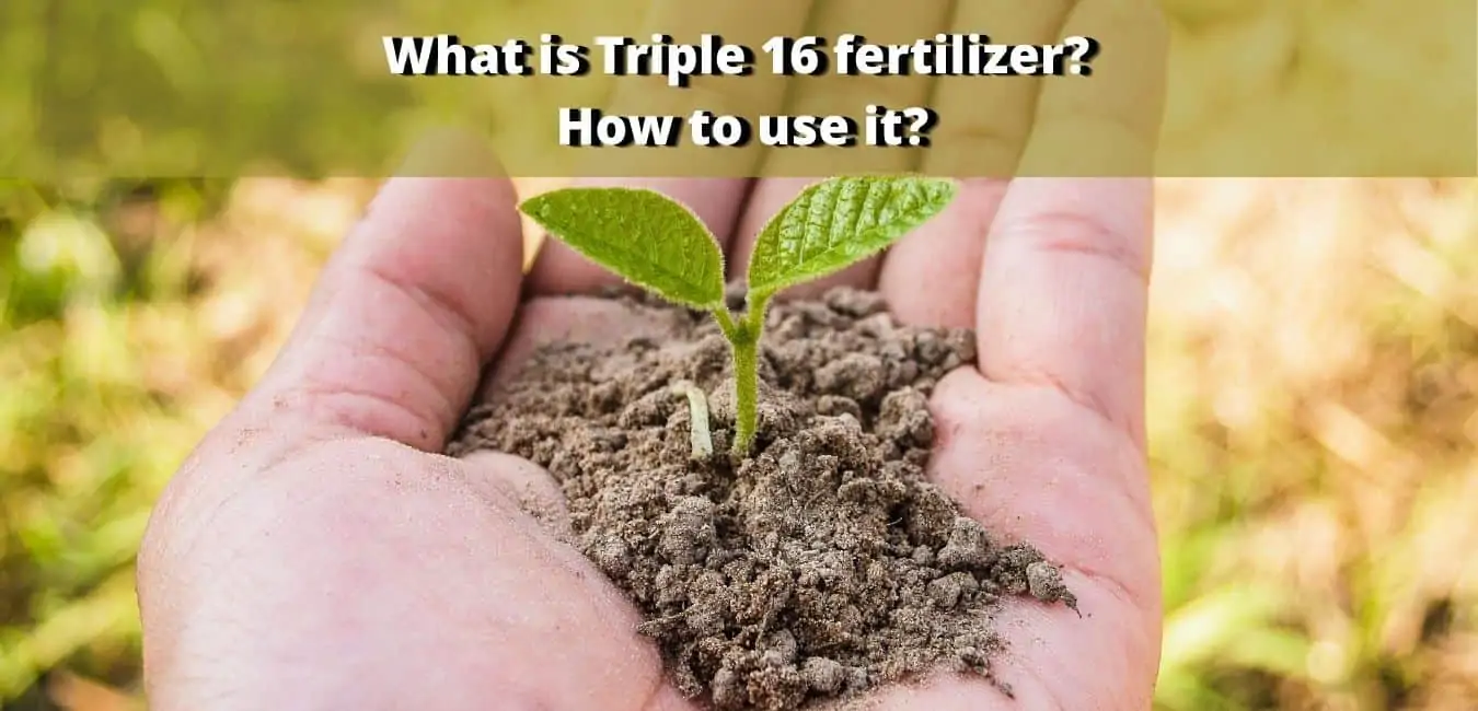 What is Triple 16 fertilizer? How to use it? Lawn care - Garden Bagan