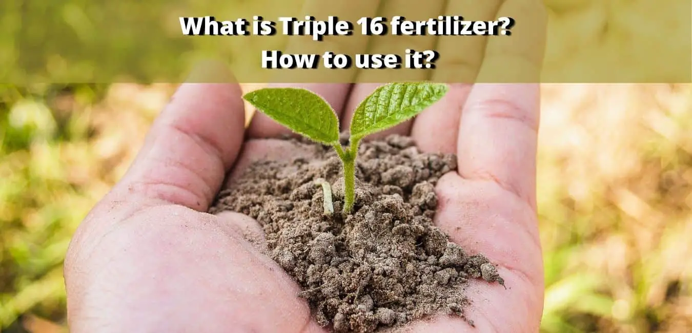 What is Triple 16 fertilizer? How to use it? Lawn care