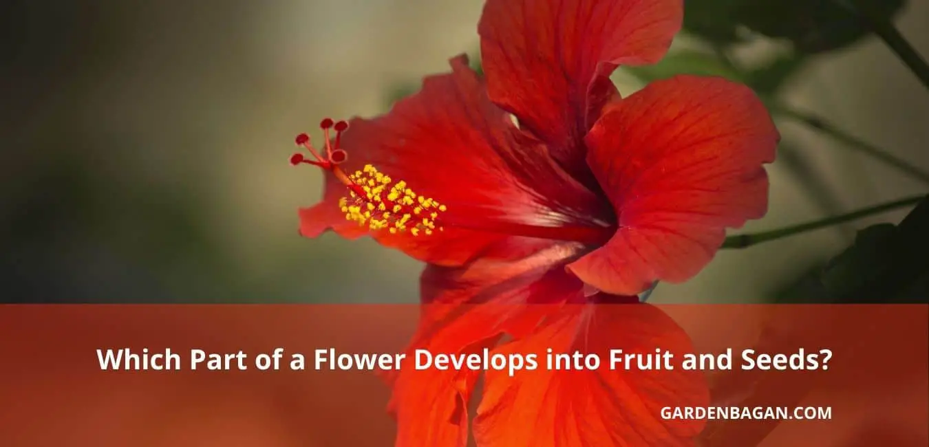 Which Part of a Flower Develops into Fruit and Seeds