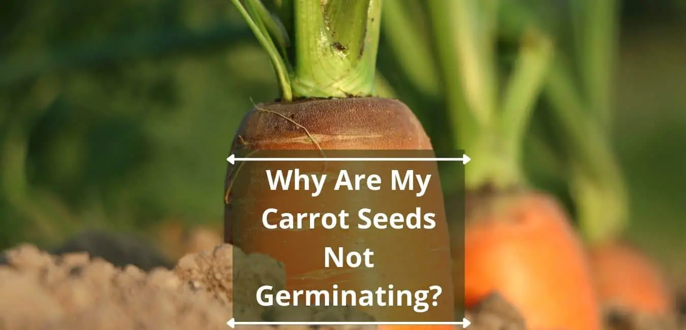 Why Are My Carrot Seeds Not Germinating