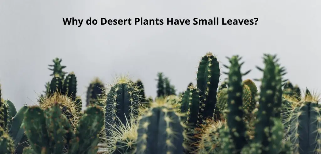 Why Do Desert Plants Have Small Leaves