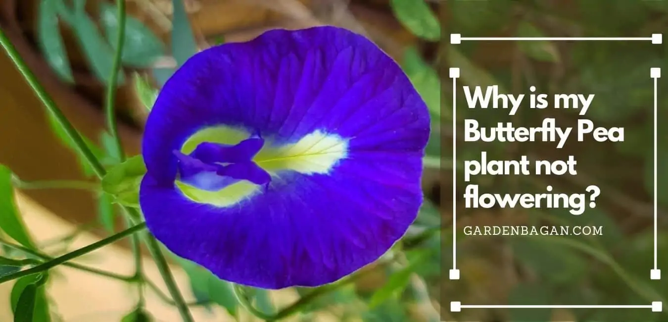 Why is my Butterfly Pea plant not flowering