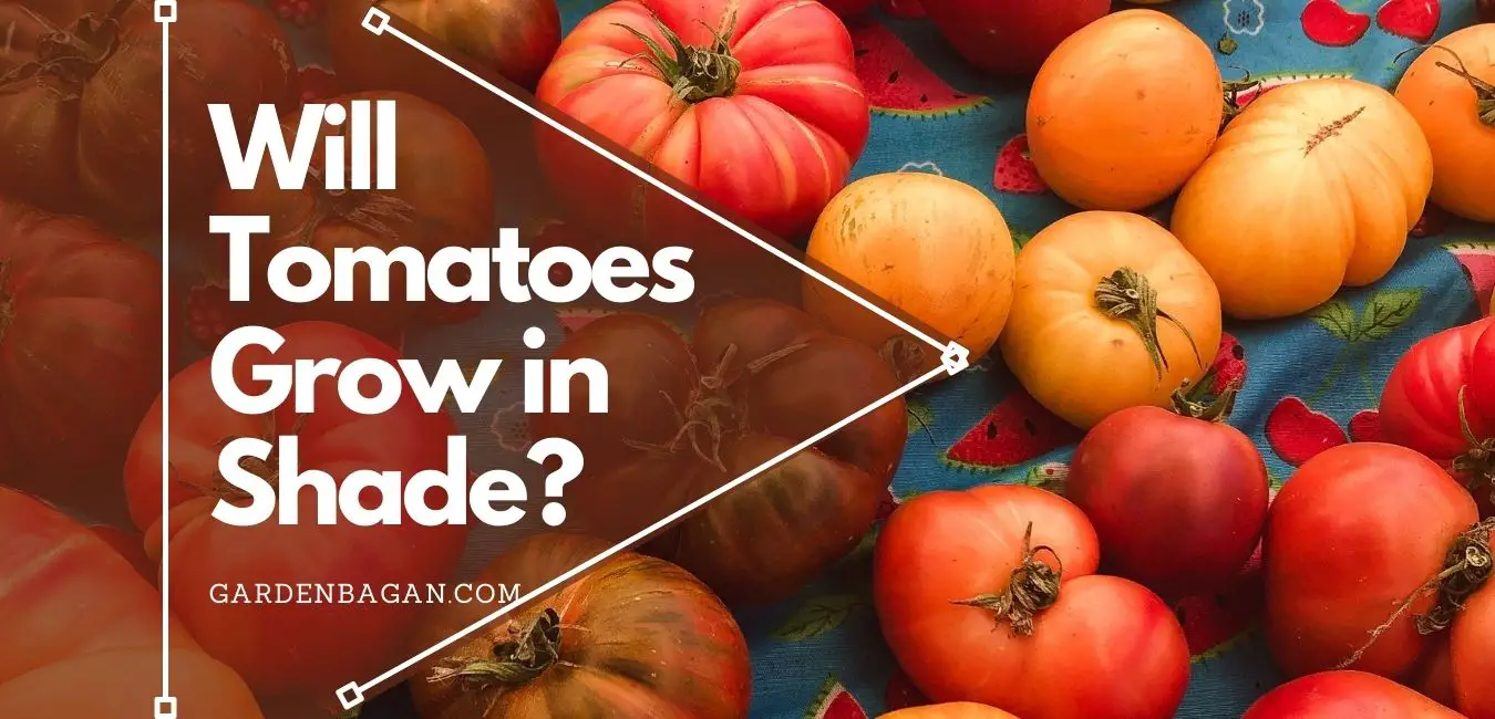 Will Tomatoes Grow in Shade