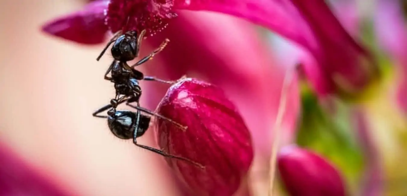 black ant on flower