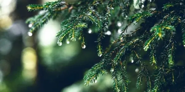 Eco-Friendly Ways to Decorate Christmas Tree