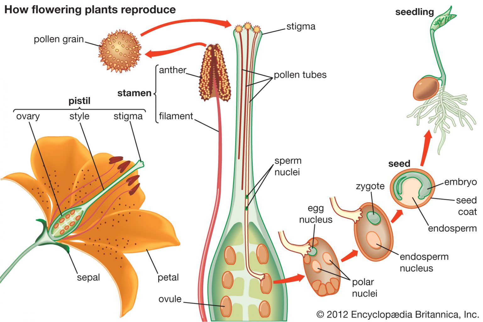 name the parts of a flower that develops into seeds