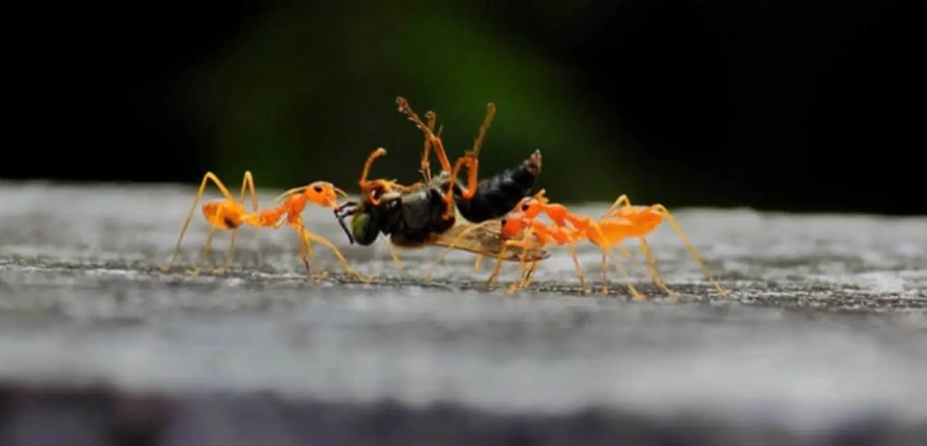red ants hunting insects