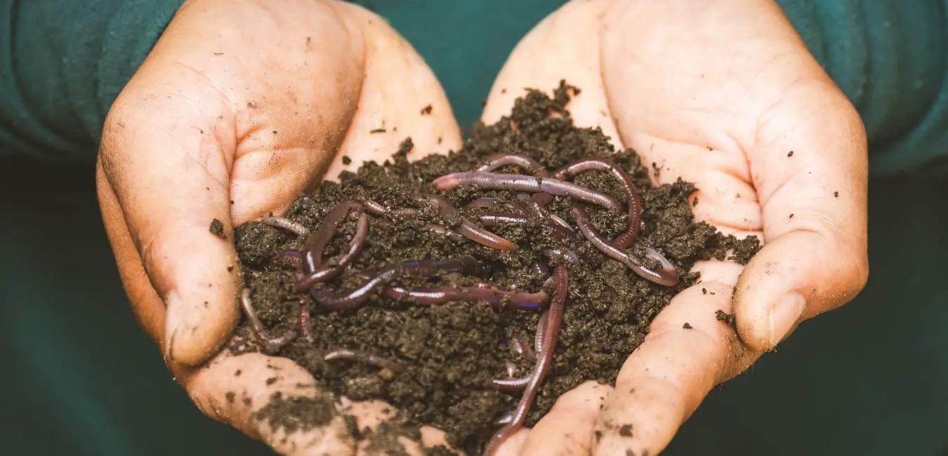 Is Coffee Grounds Safe for Garden? vermi-compost-worm-casting