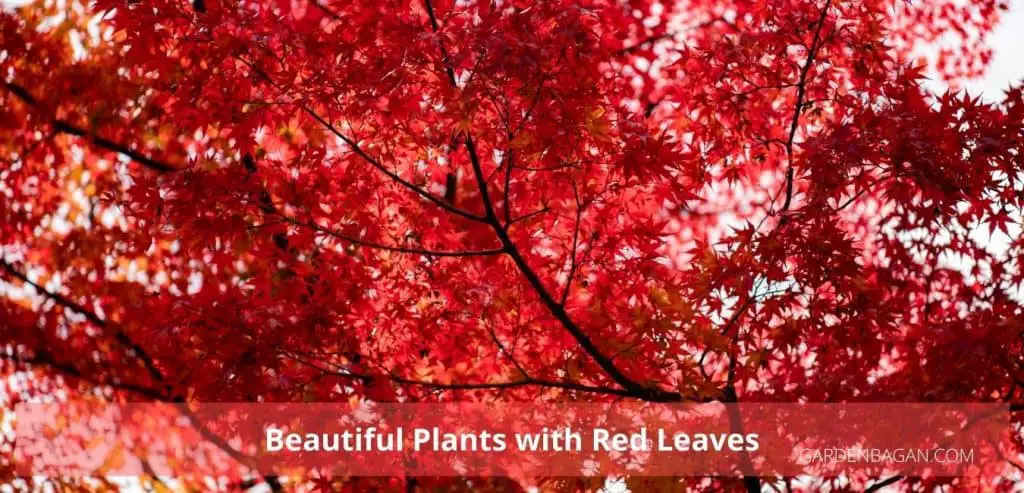 Beautiful Plants with Red Leaves- Colorful plant leaves - Garden Bagan