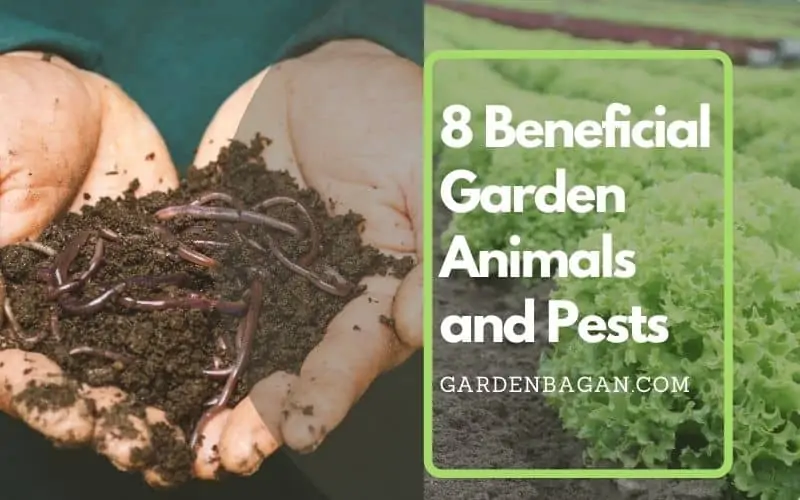 8 Beneficial Garden Animals and Pests