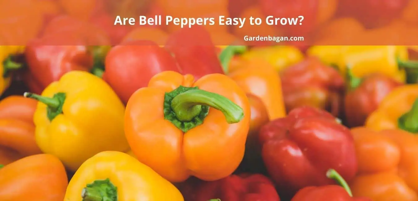 Are Bell Peppers Easy to Grow