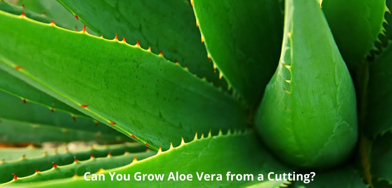 Can You Grow Aloe Vera from a Cutting