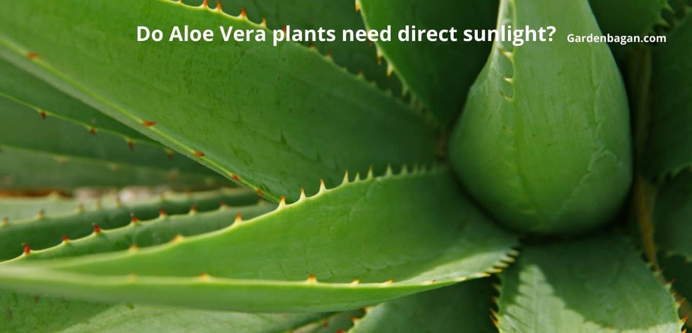 Do Aloe Vera plants need direct sunlight
