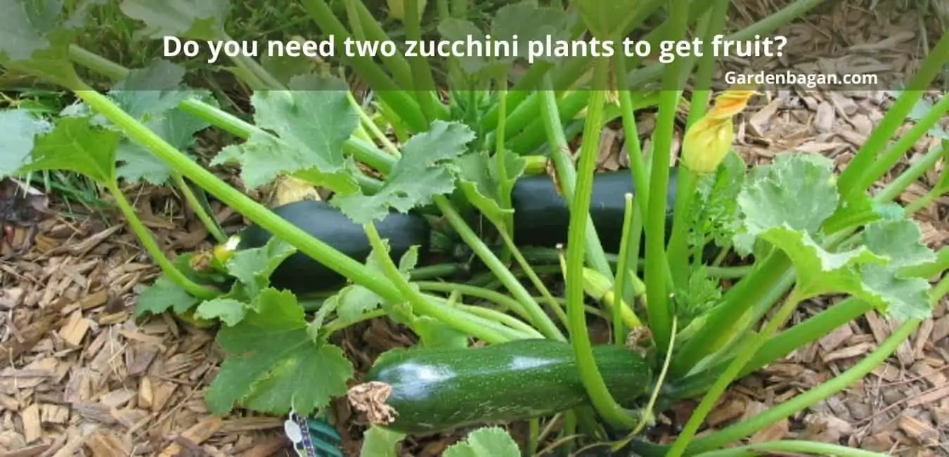Do you need two zucchini plants to get fruit