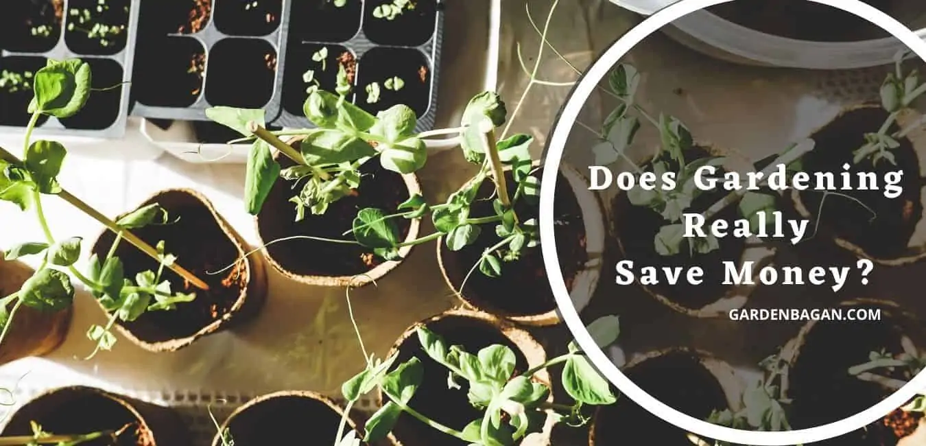 Does Gardening Really Save Money