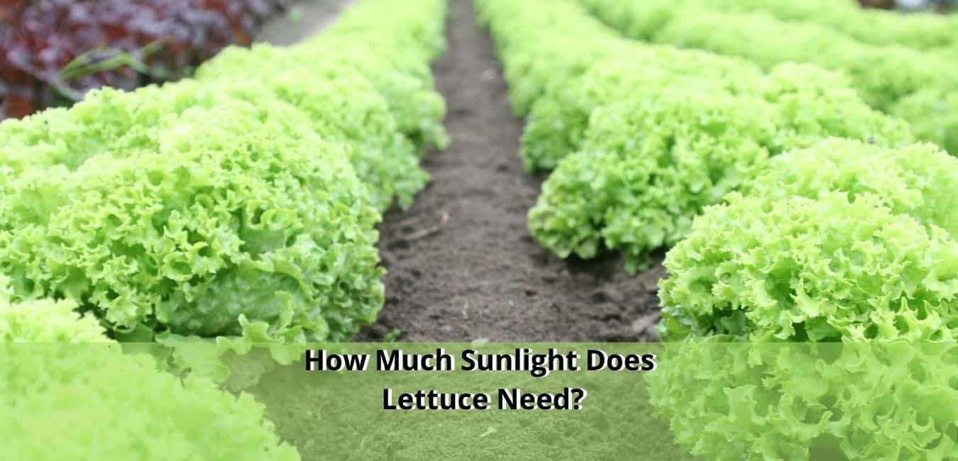 How Much Sunlight Does Lettuce Need