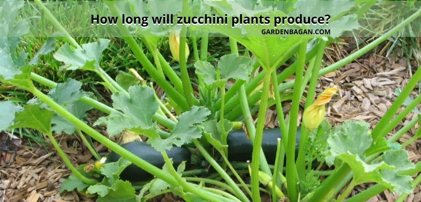 How long will zucchini plants produce