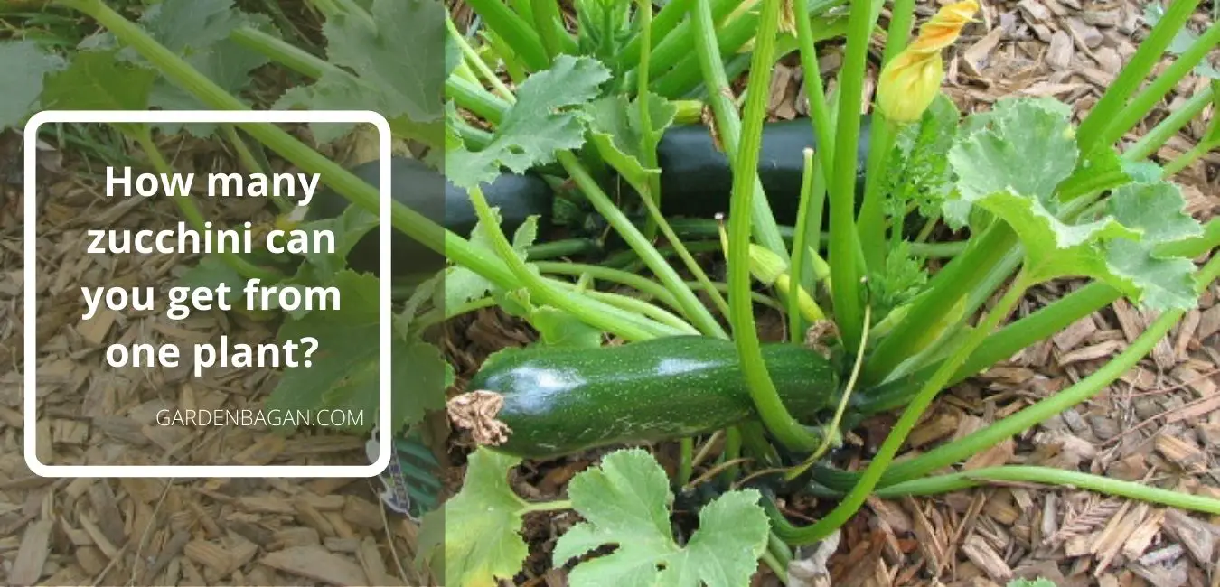 Zucchini plant yield-How many zucchini can you get from one plant