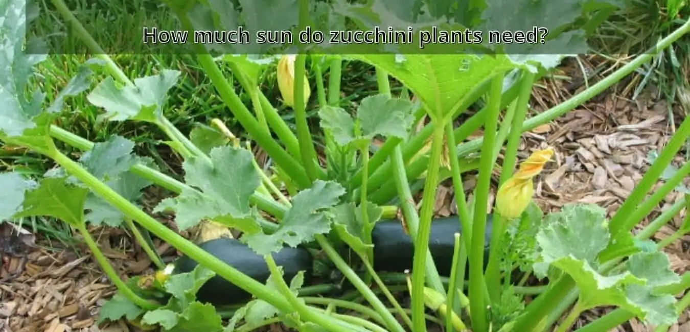 How much sun do zucchini plants need